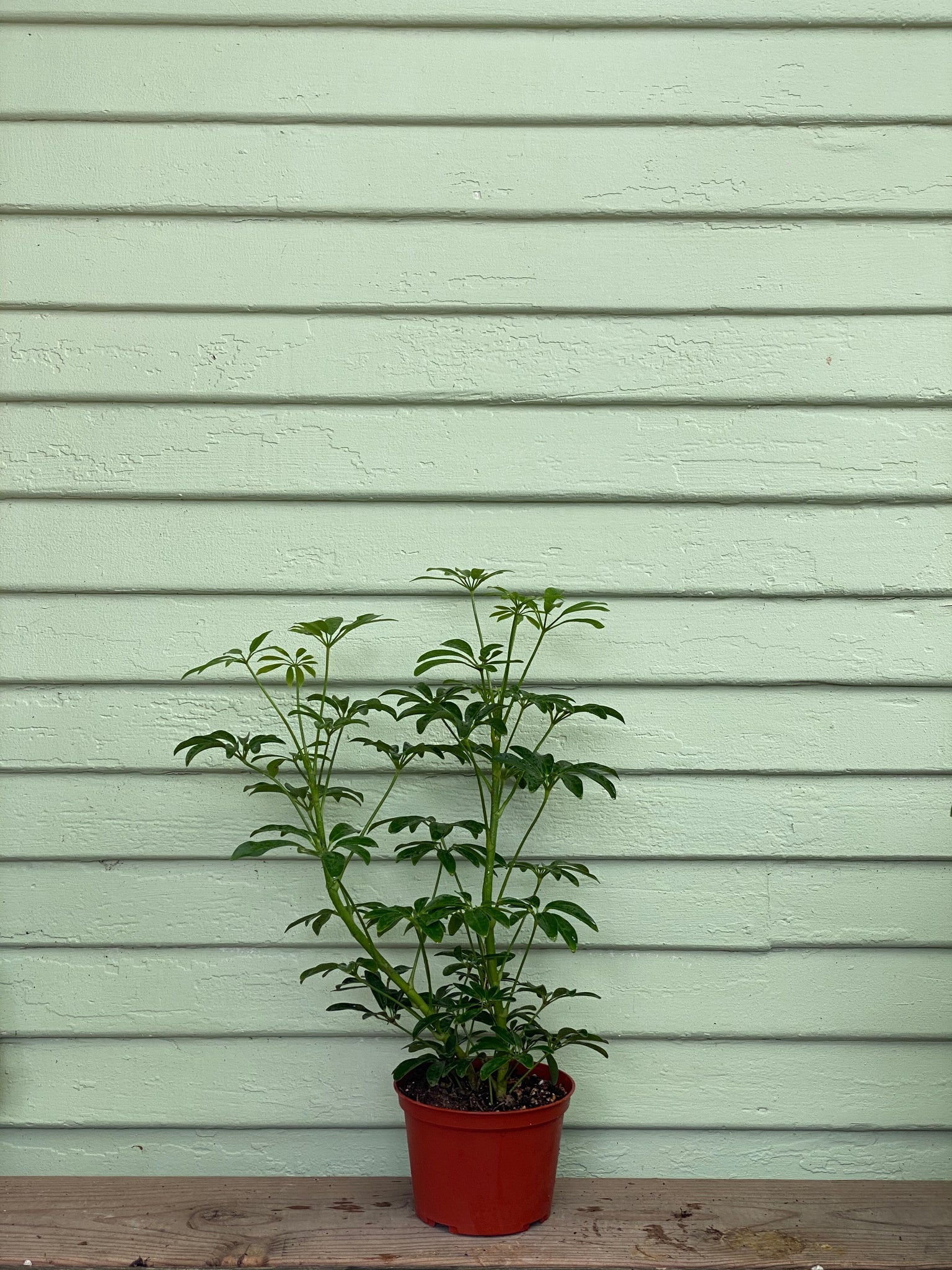 schefflera arboricola buy Schefflera arboricola