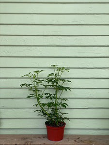 buy schefflera arboricola Schefflera arboricola