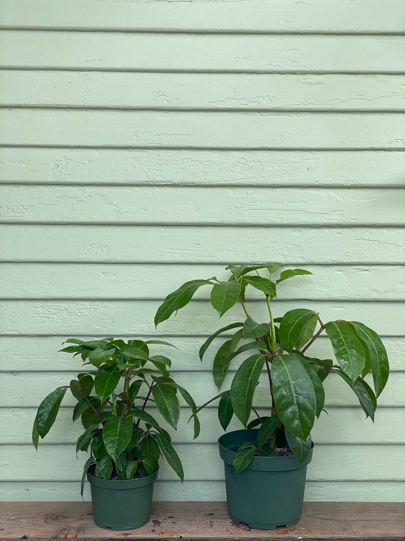 alpine indoor plant Schefflera arboricola