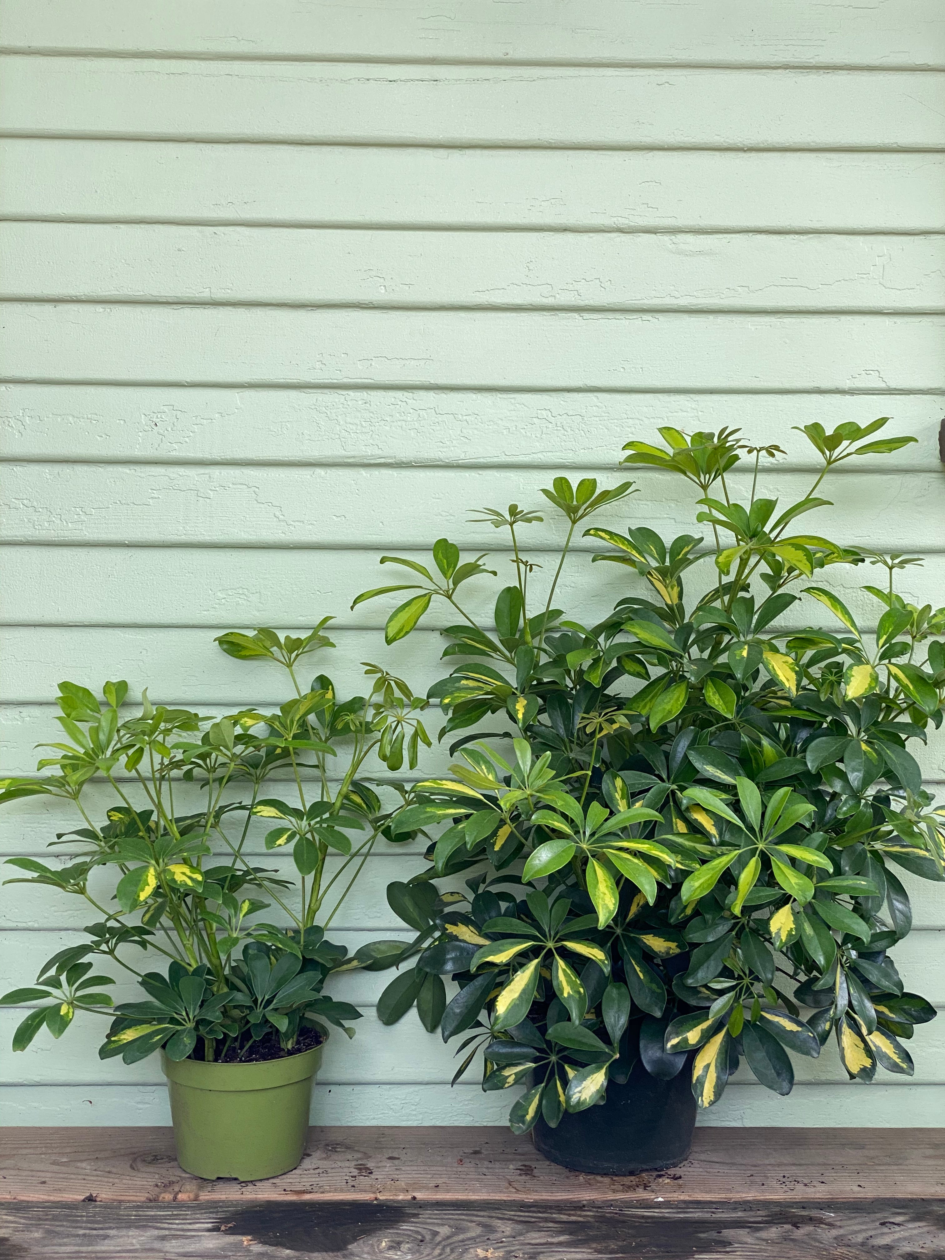 schefflera arboricola Schefflera arboricola