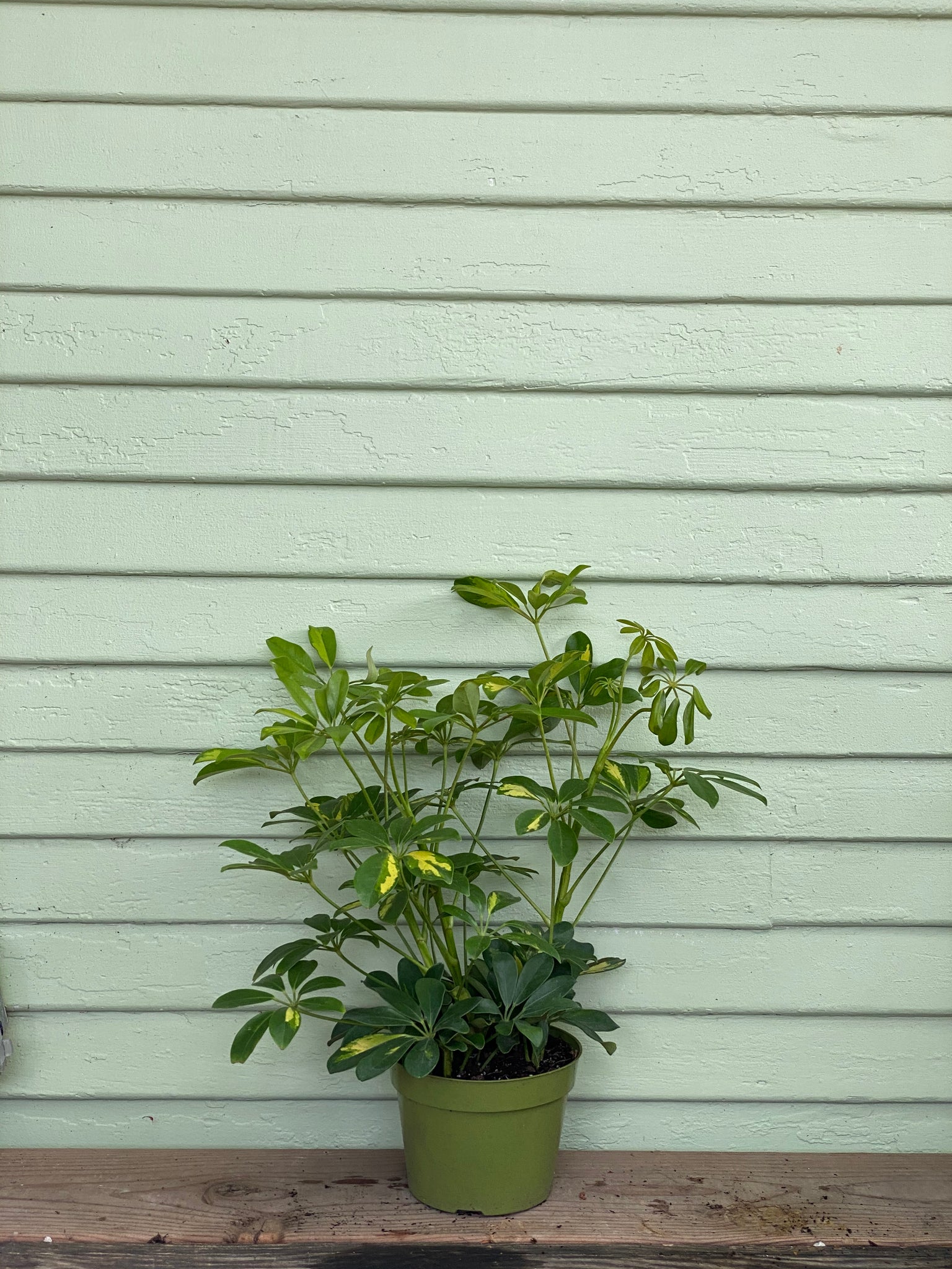 schefflera arboricola yellow leaves Schefflera arboricola
