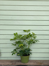 Load image into Gallery viewer, Schefflera arboricola - Variegated Yellow - Mickey Hargitay Plants