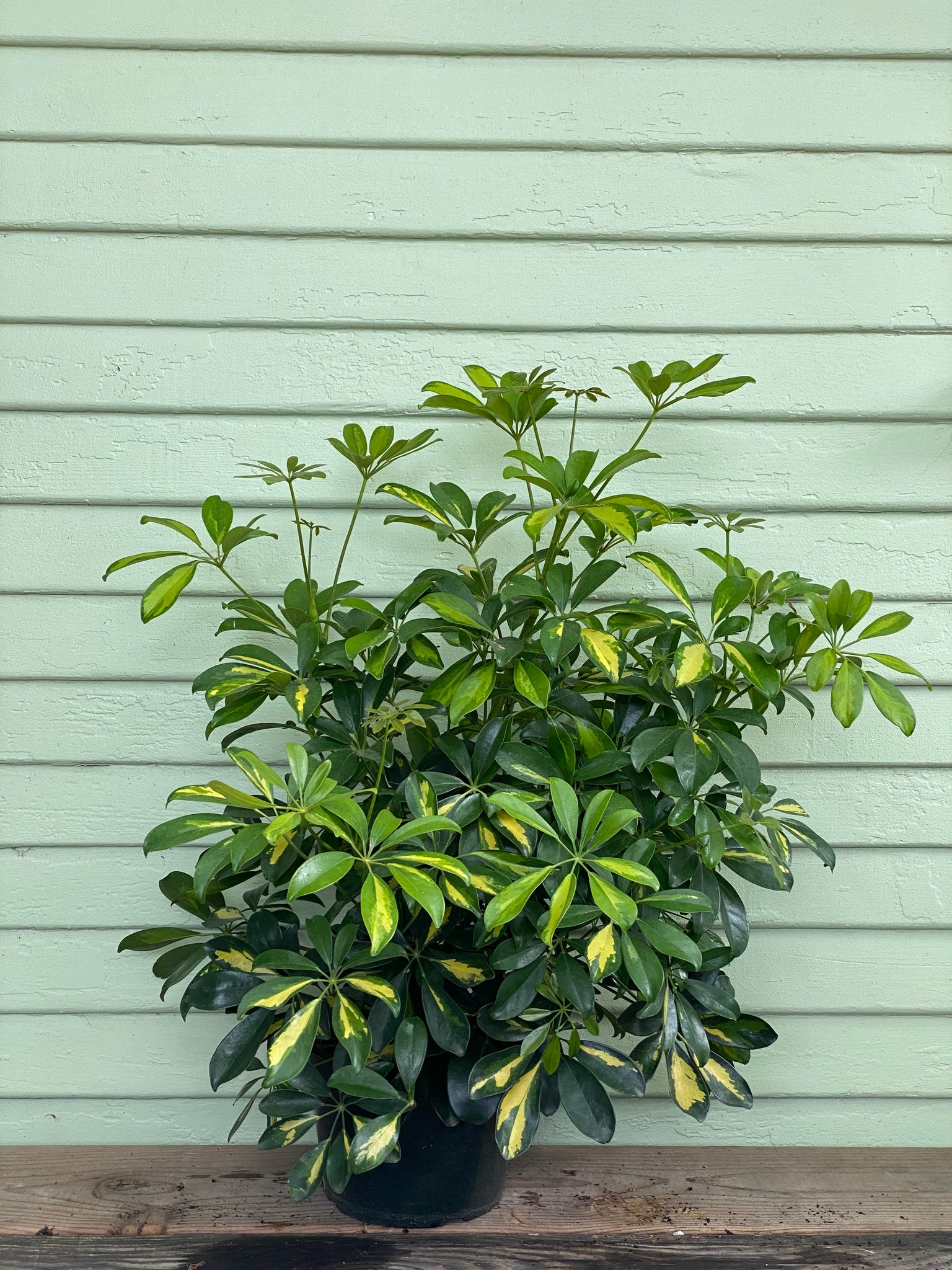 arboricola schefflera Schefflera arboricola
