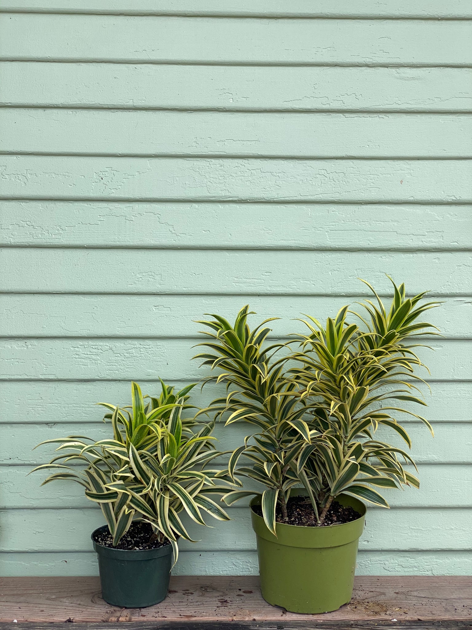 india dracaena Dracaena Reflexa
