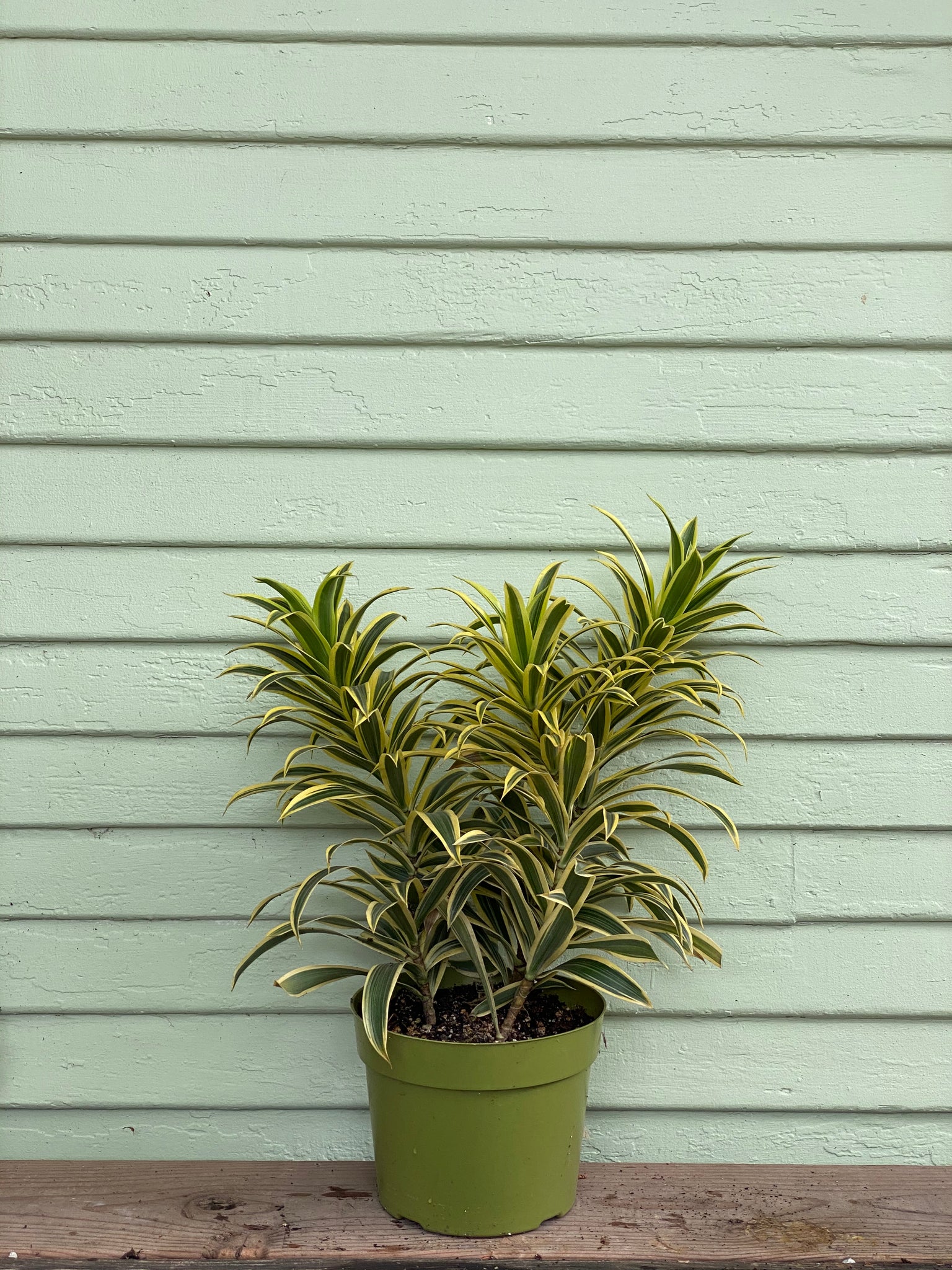 indoor song of india plant Dracaena Reflexa