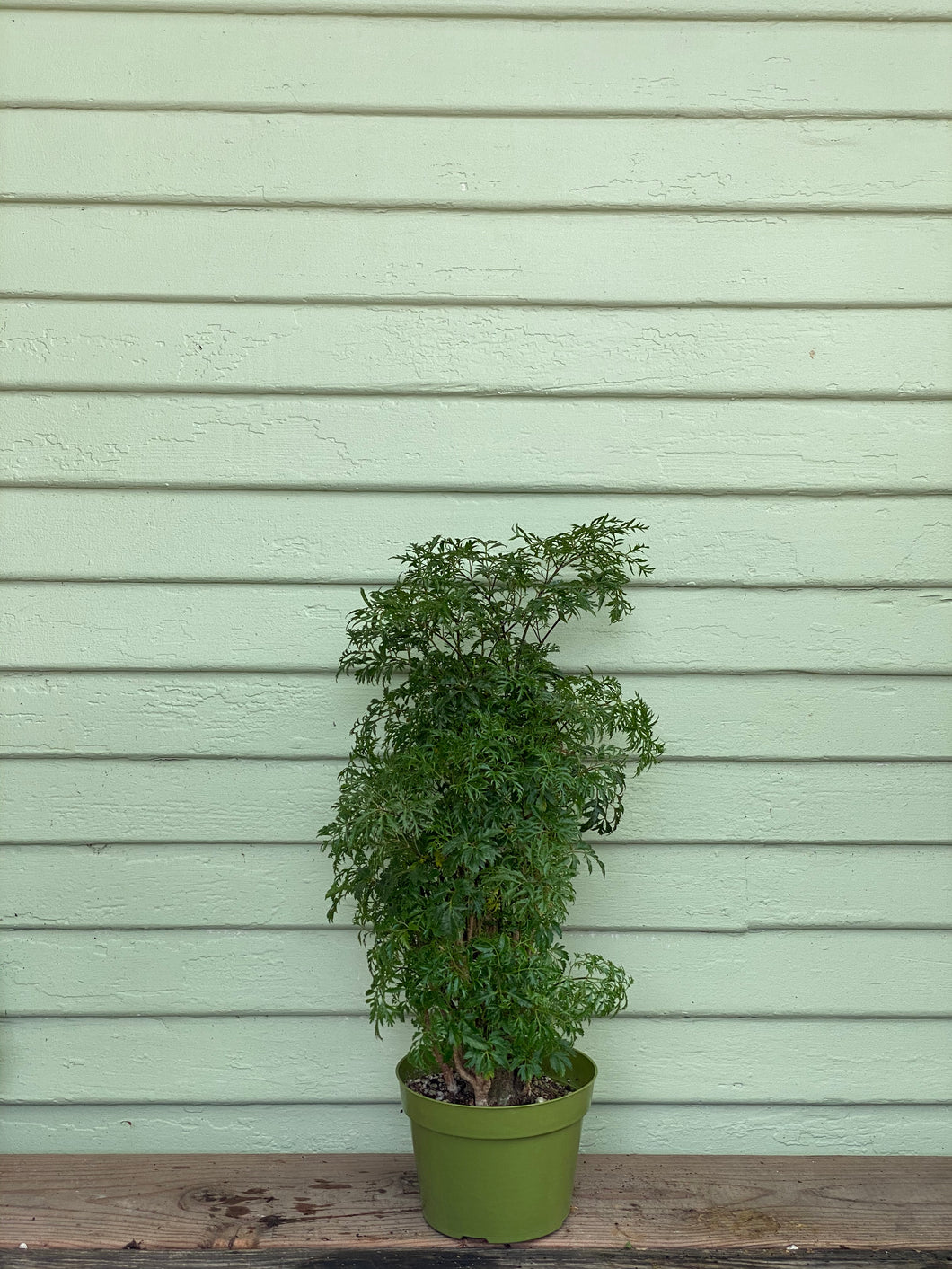 indoor ming aralia plant Polyscias fruticosa | Aralia Ming