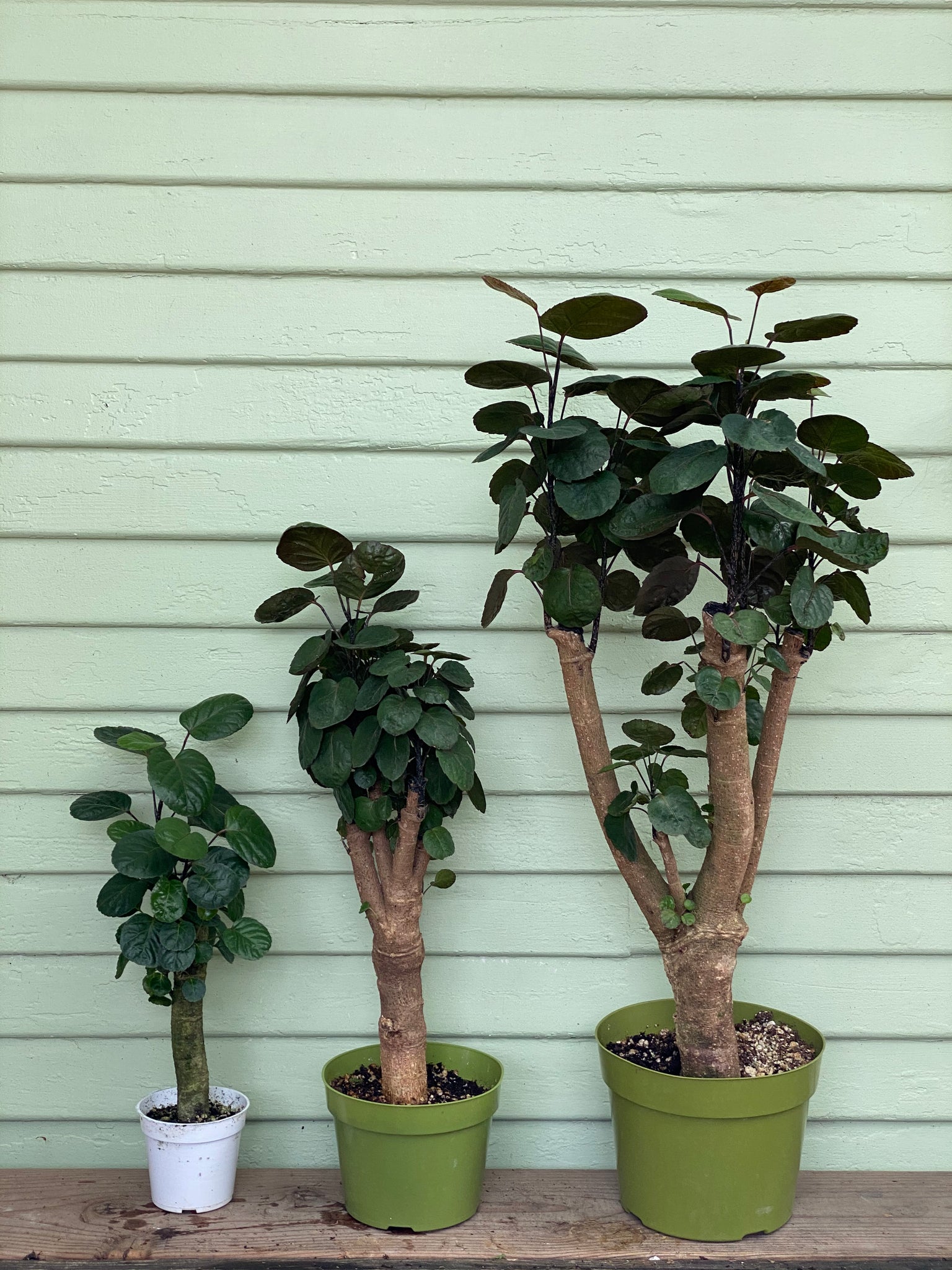 indoor aralia plant Polyscias scutellaria | Aralia Fabian