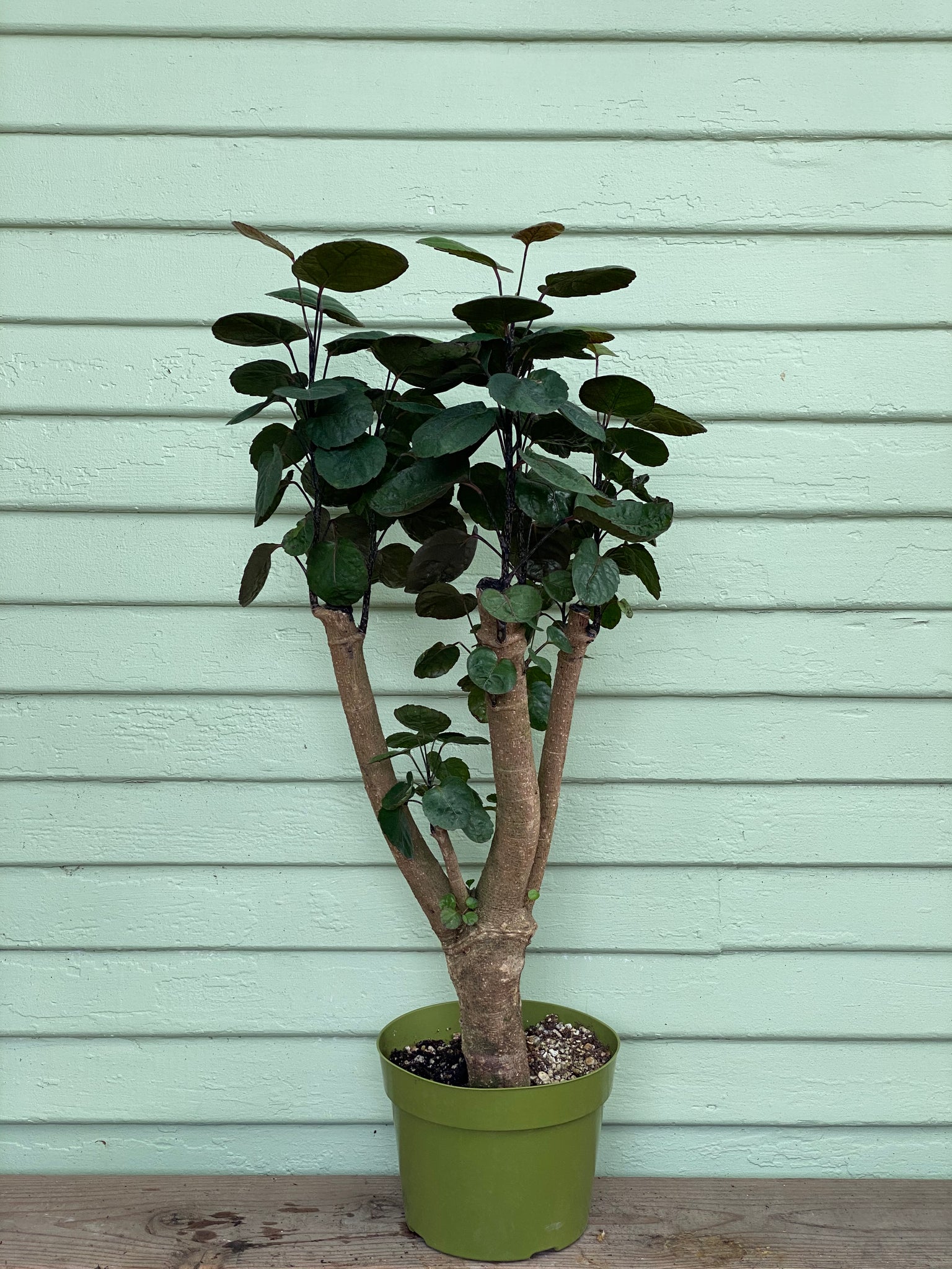 polyscias indoor plants Polyscias scutellaria | Aralia Fabian