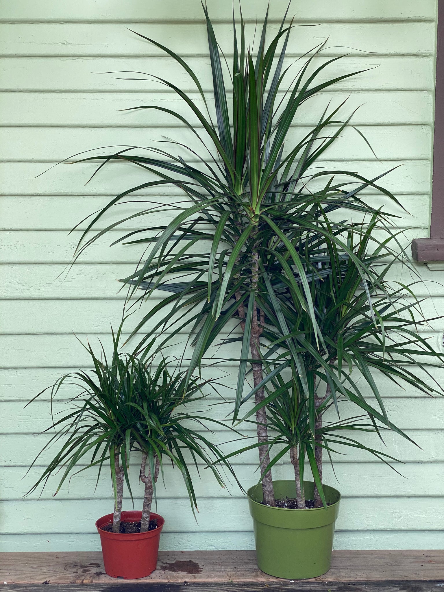 vigoro dracaena marginata Dracaena marginata | Dragon Tree | Red Edge