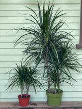 Load image into Gallery viewer, Dracaena marginata - Mickey Hargitay Plants