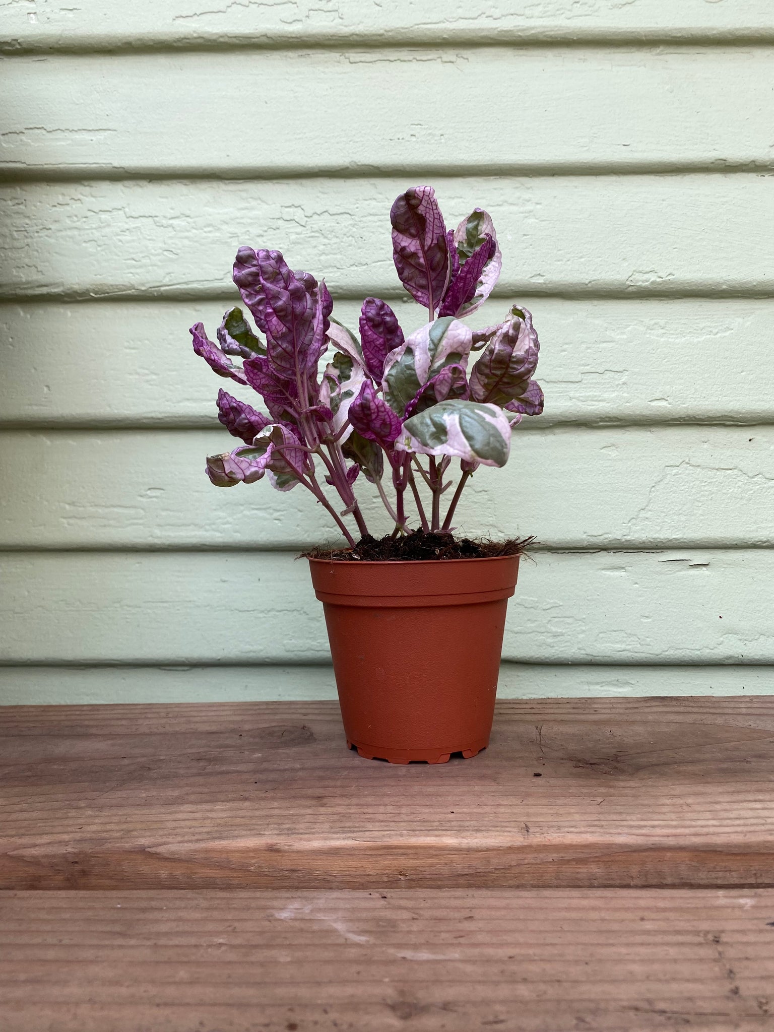 indoor snow white waffle plant Purple Waffle Plant