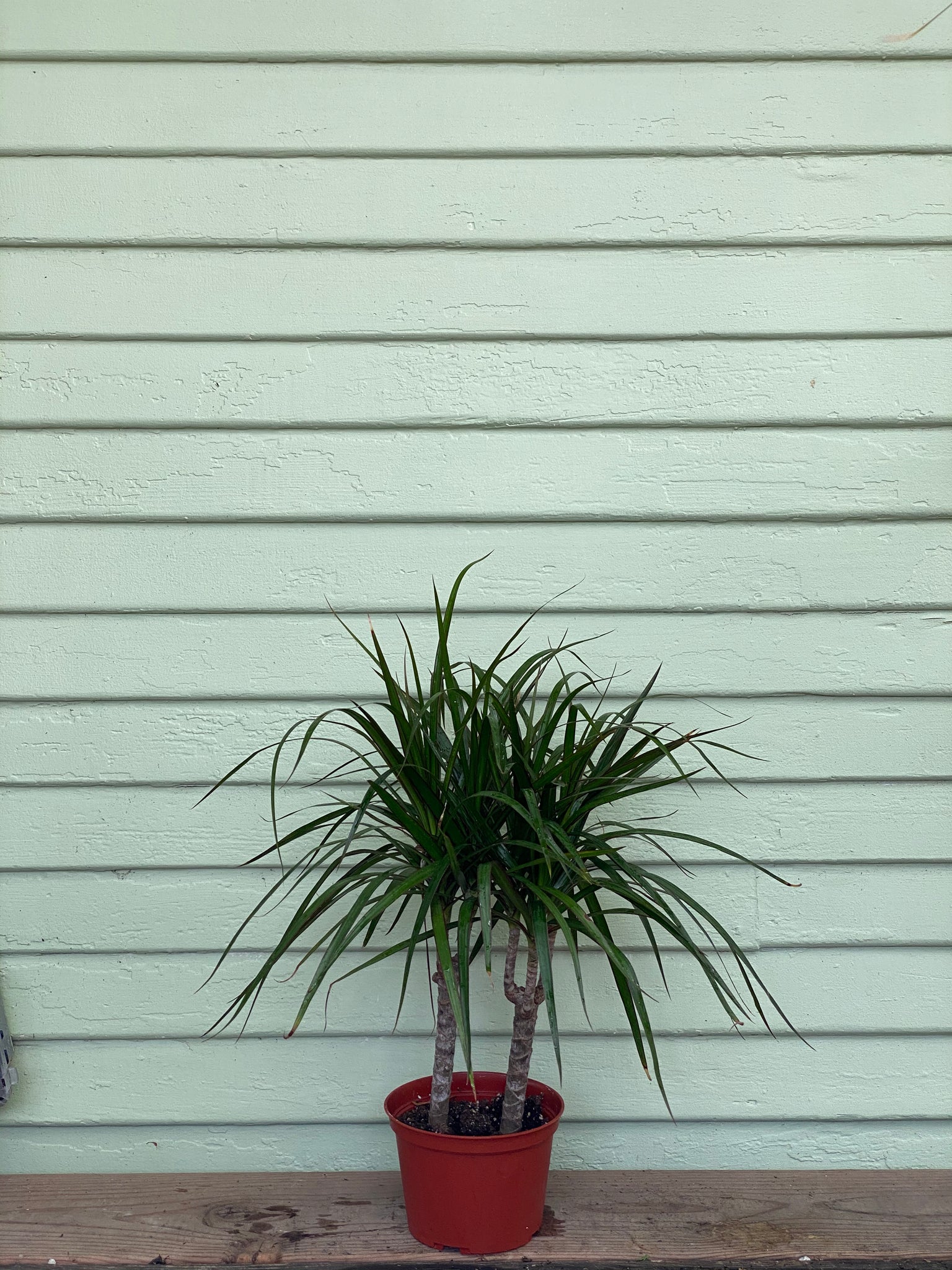 mini dracaena marginata Dracaena marginata | Dragon Tree | Red Edge