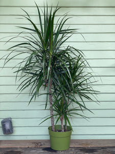 Dracaena marginata - Mickey Hargitay Plants