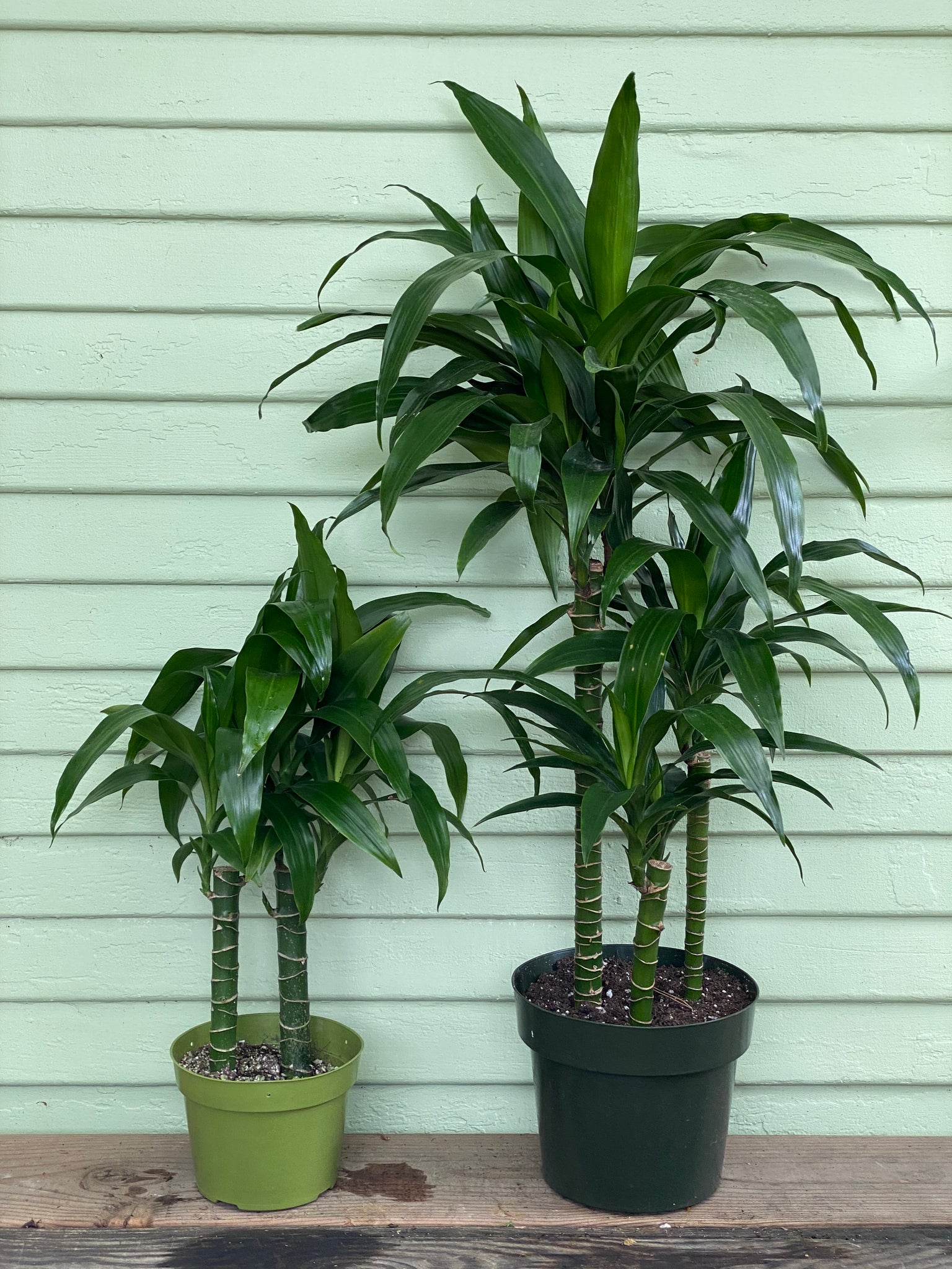dracaena fragrans buy Dracaena fragrans | Lisa