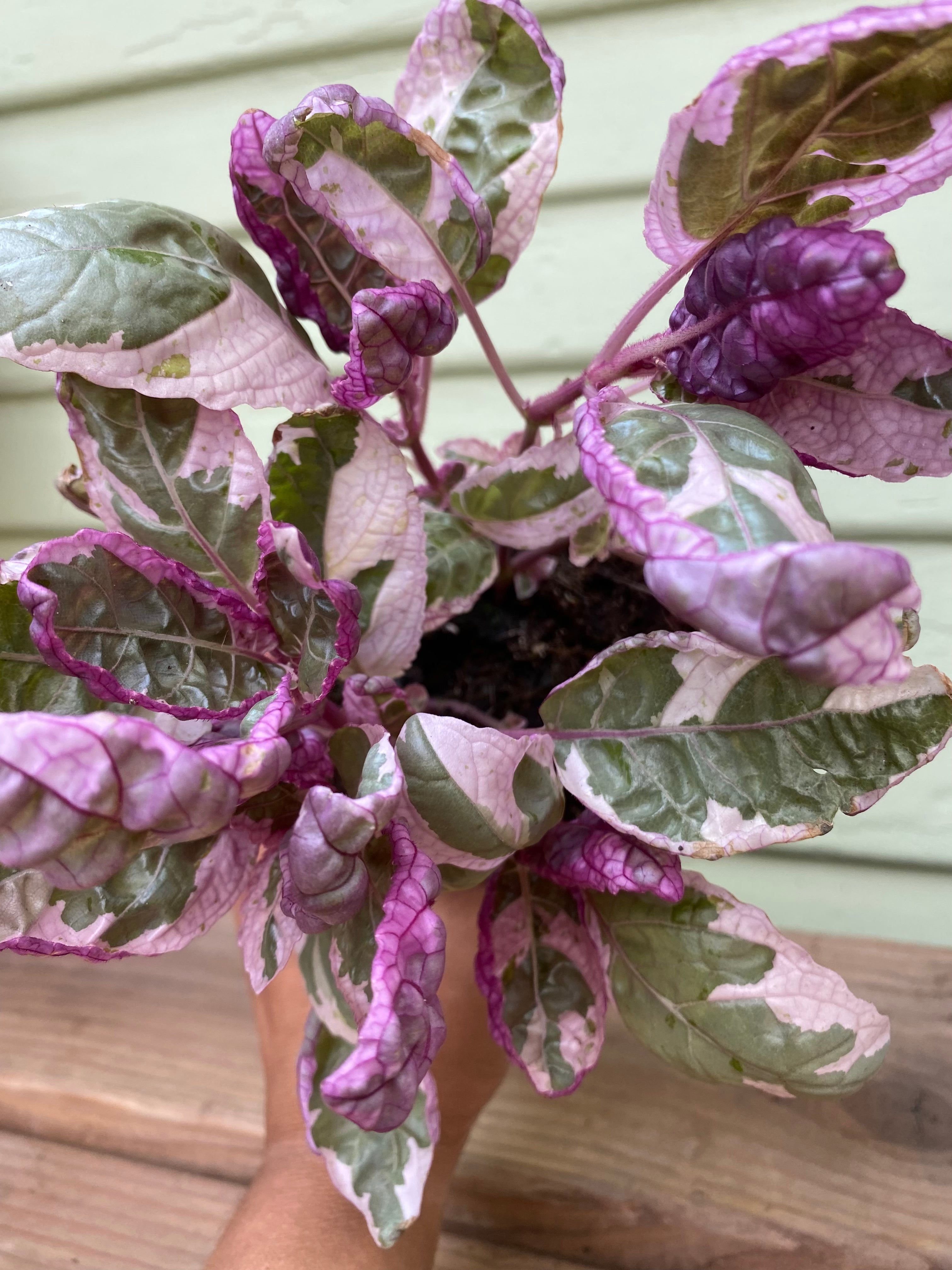 purple waffle house plant Hemigraphis alternata