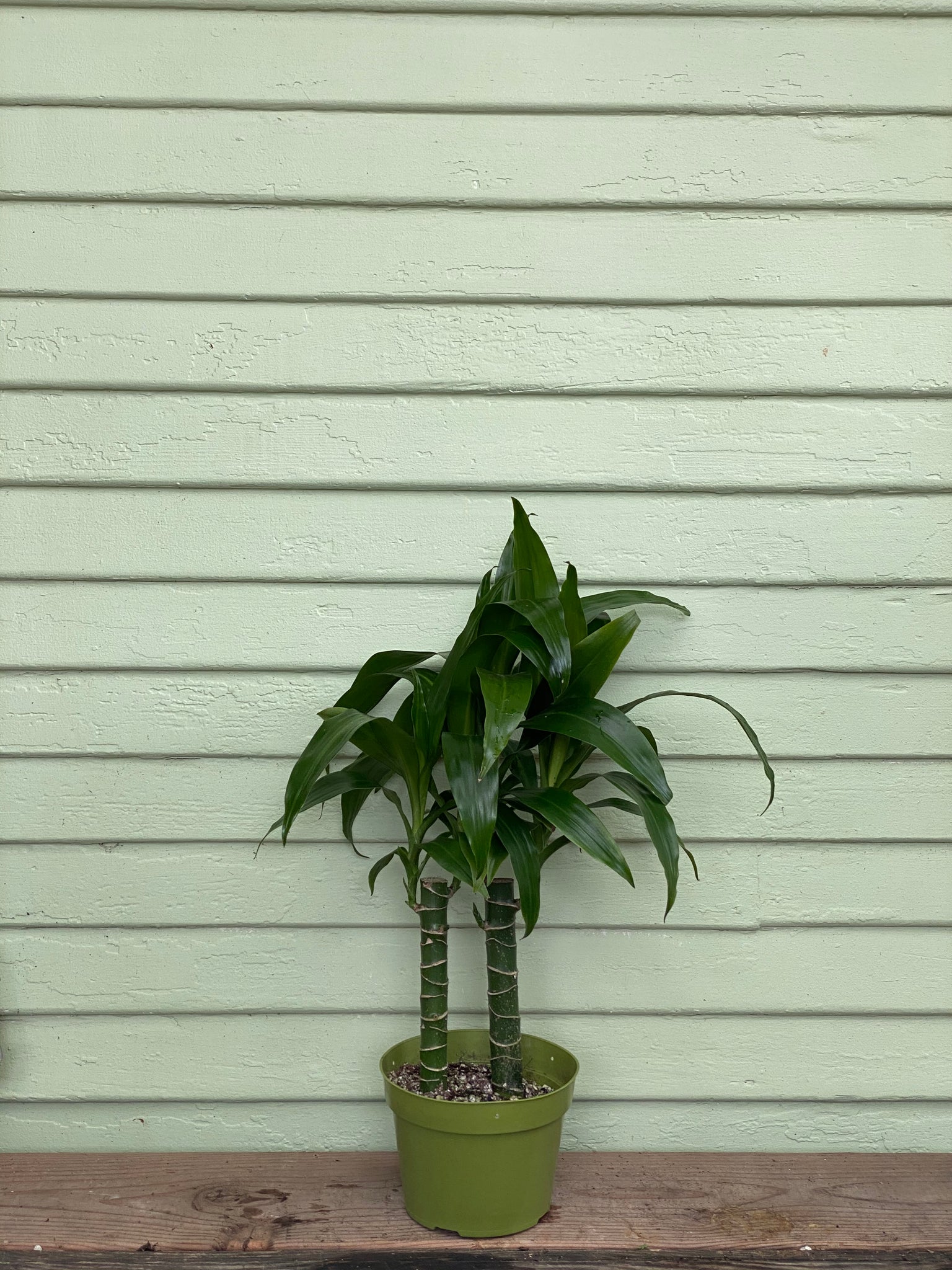 6' tall dracaena lisa Dracaena fragrans | Lisa