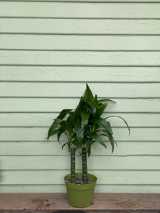 Dracaena Lisa - Mickey Hargitay Plants