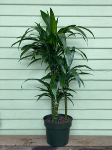 dracaena deremensis lisa Dracaena fragrans | Lisa