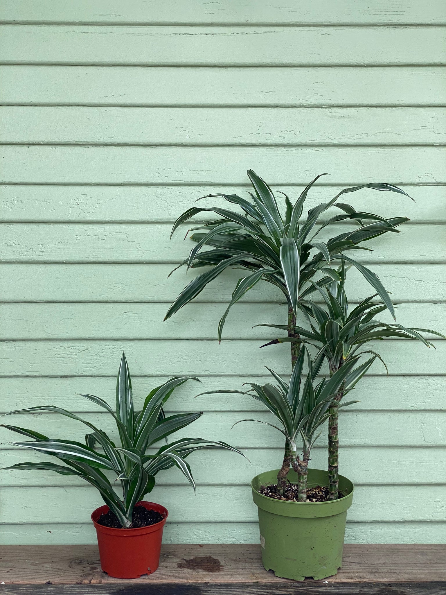 dracaena warneckii jumbo Dracaena warneckii – Mickey Hargitay Plants