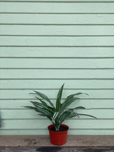Load image into Gallery viewer, Dracaena warneckii - Mickey Hargitay Plants