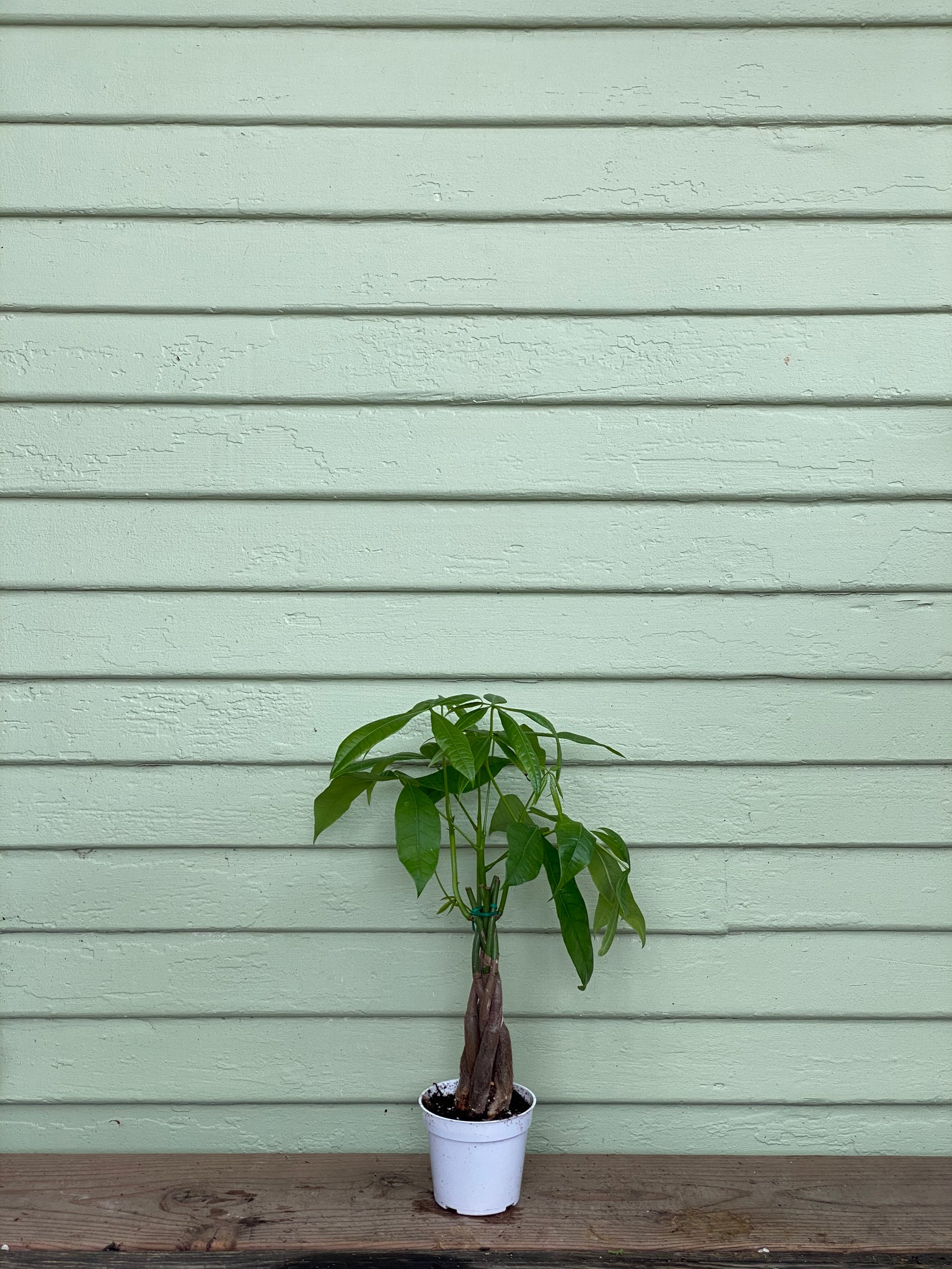 6ft money tree Pachira aquatica | Money Tree