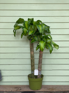 Dracaena massangeana - Mickey Hargitay Plants