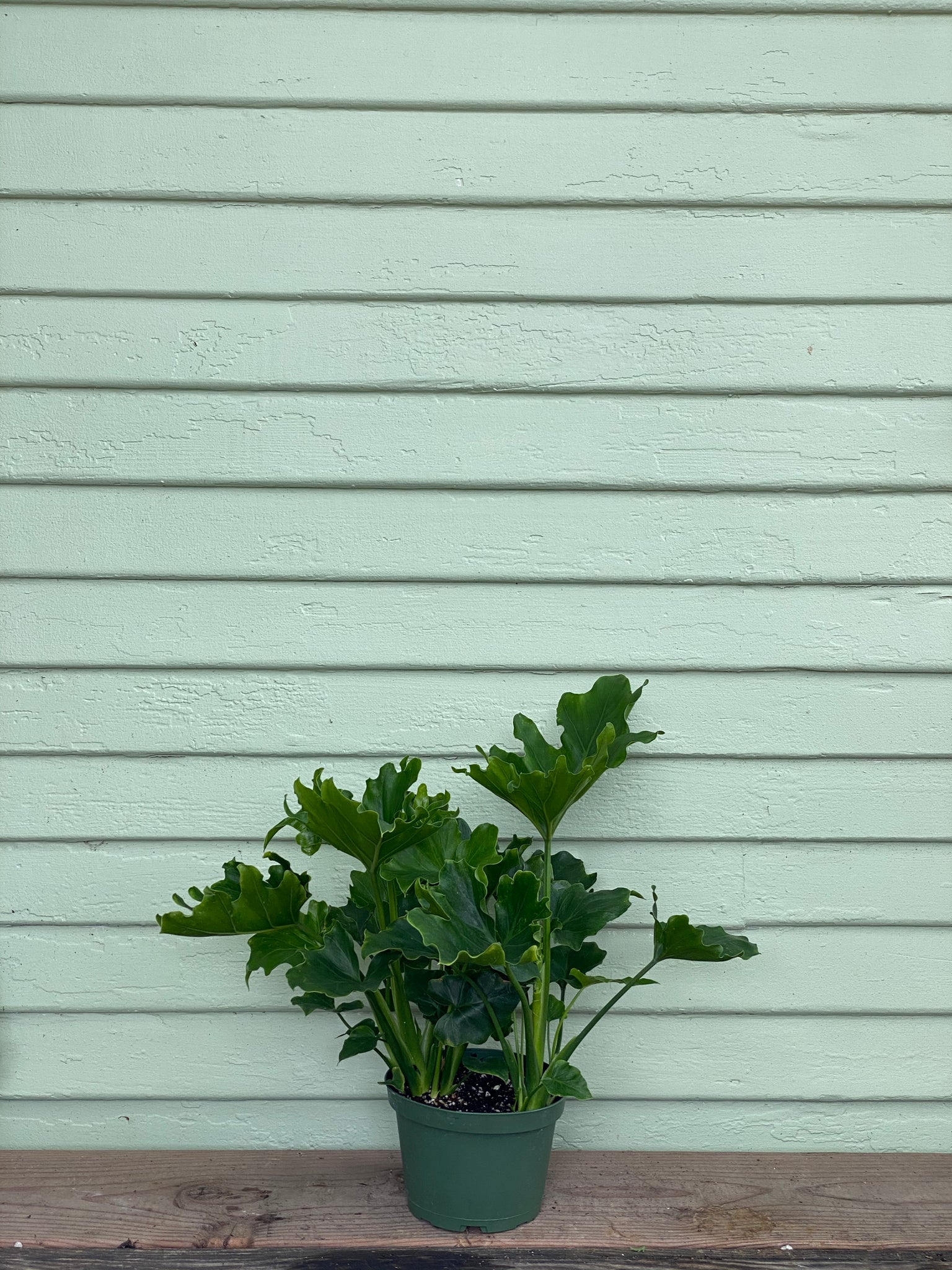 young philodendron selloum Philodendron selloum
