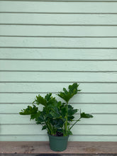 Load image into Gallery viewer, Philodendron selloum - Mickey Hargitay Plants