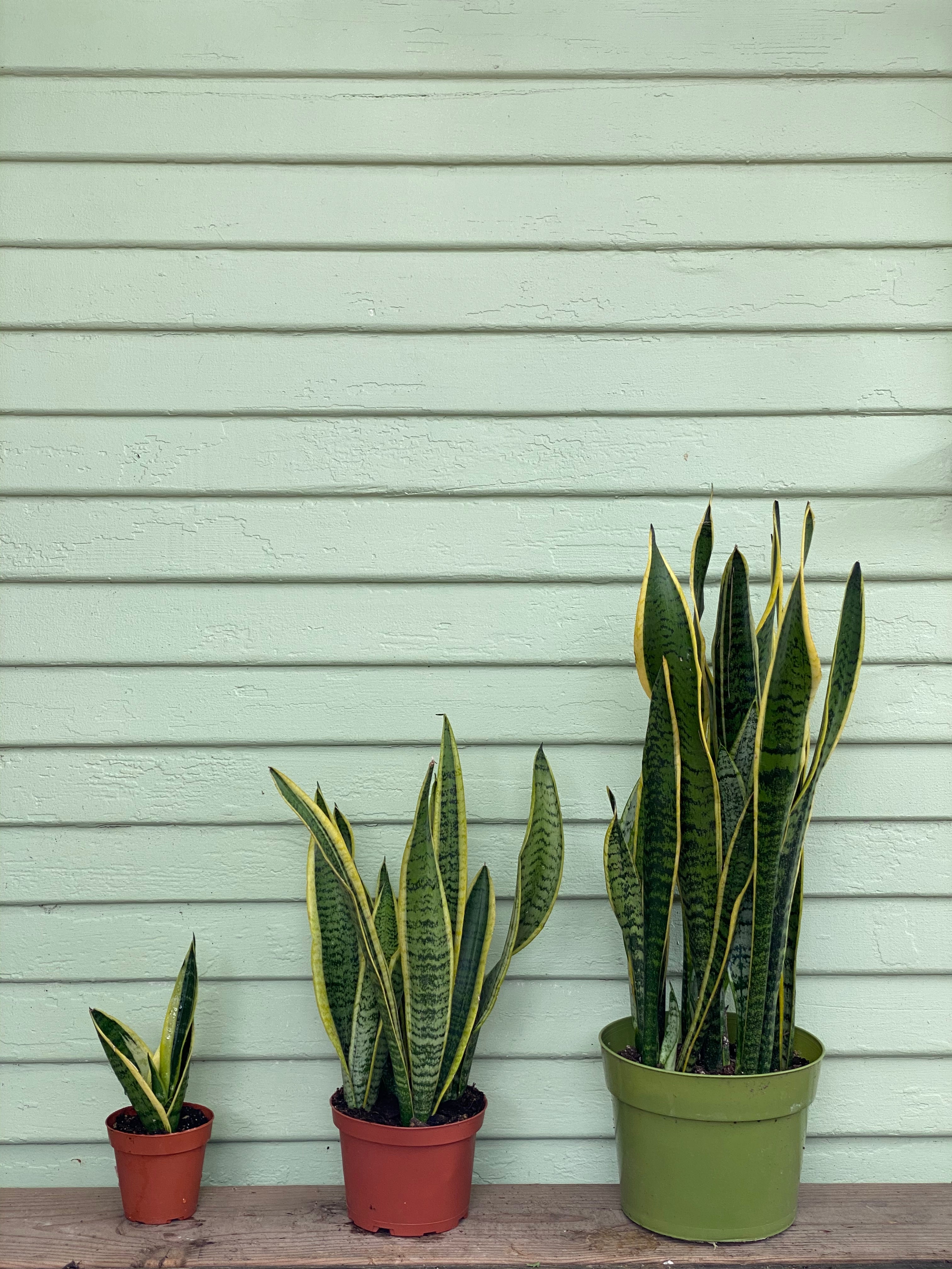 snake plant and mother-in-law's tongue Sansevieria Laurentii | Snake Plant