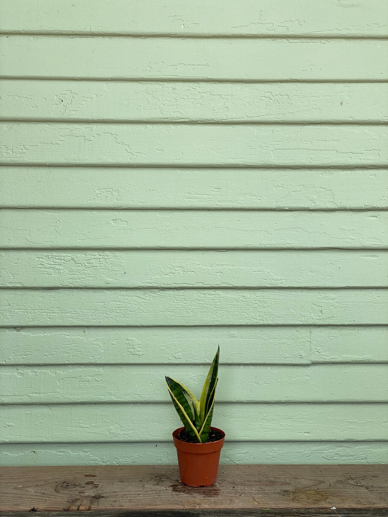 mother in law's tongue sansevieria laurentii Sansevieria Laurentii | Snake Plant