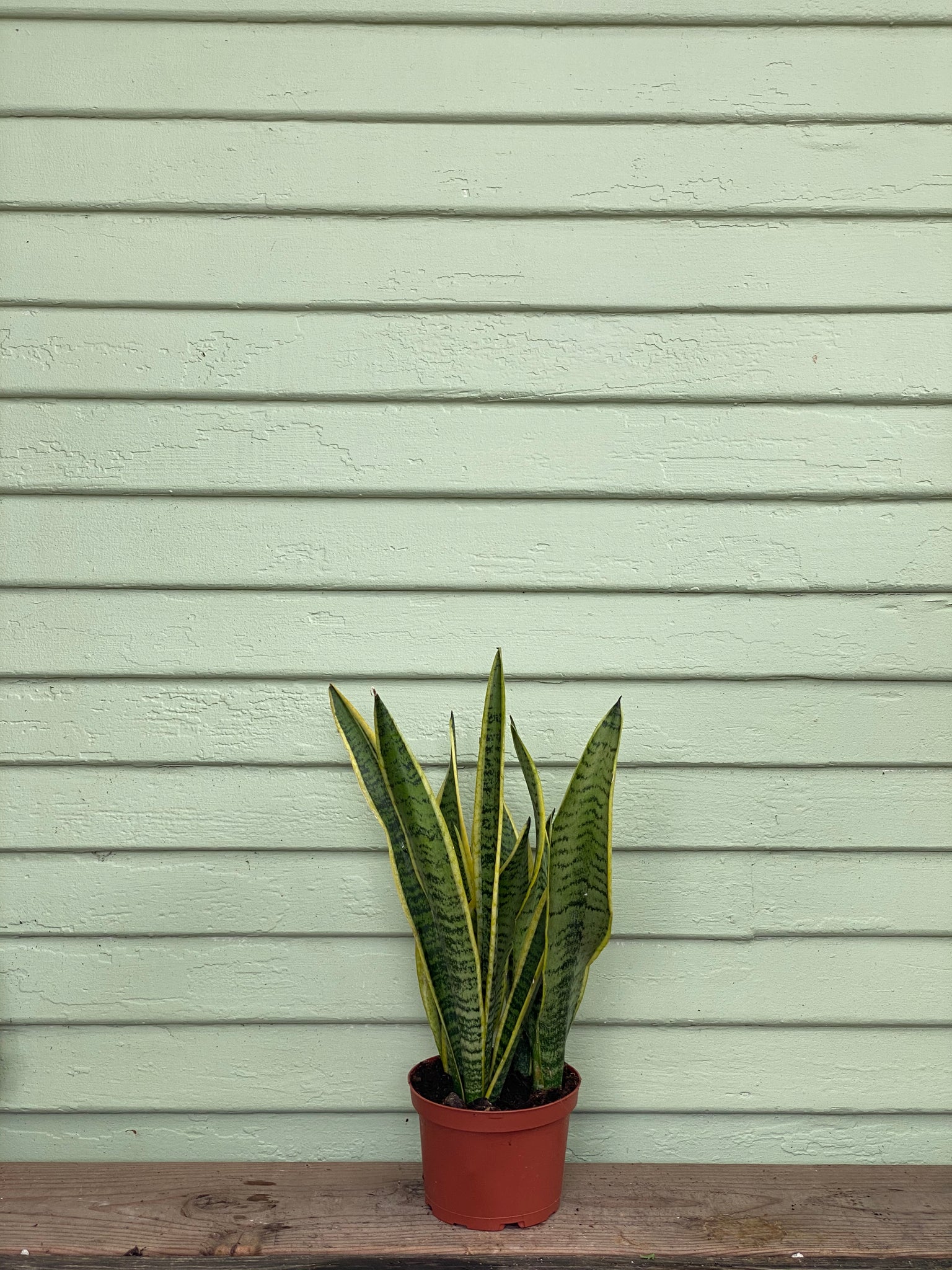 mother in law's tongue sansevieria laurentii Sansevieria Laurentii | Snake Plant