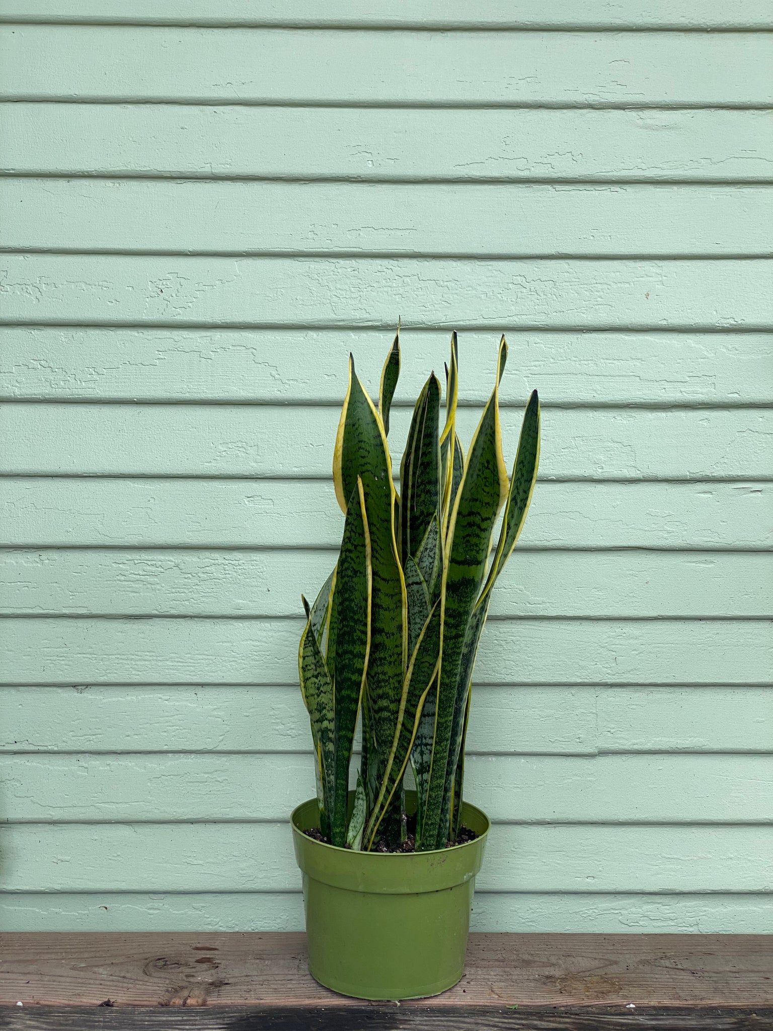mother in law plant indoor Sansevieria Laurentii | Snake Plant