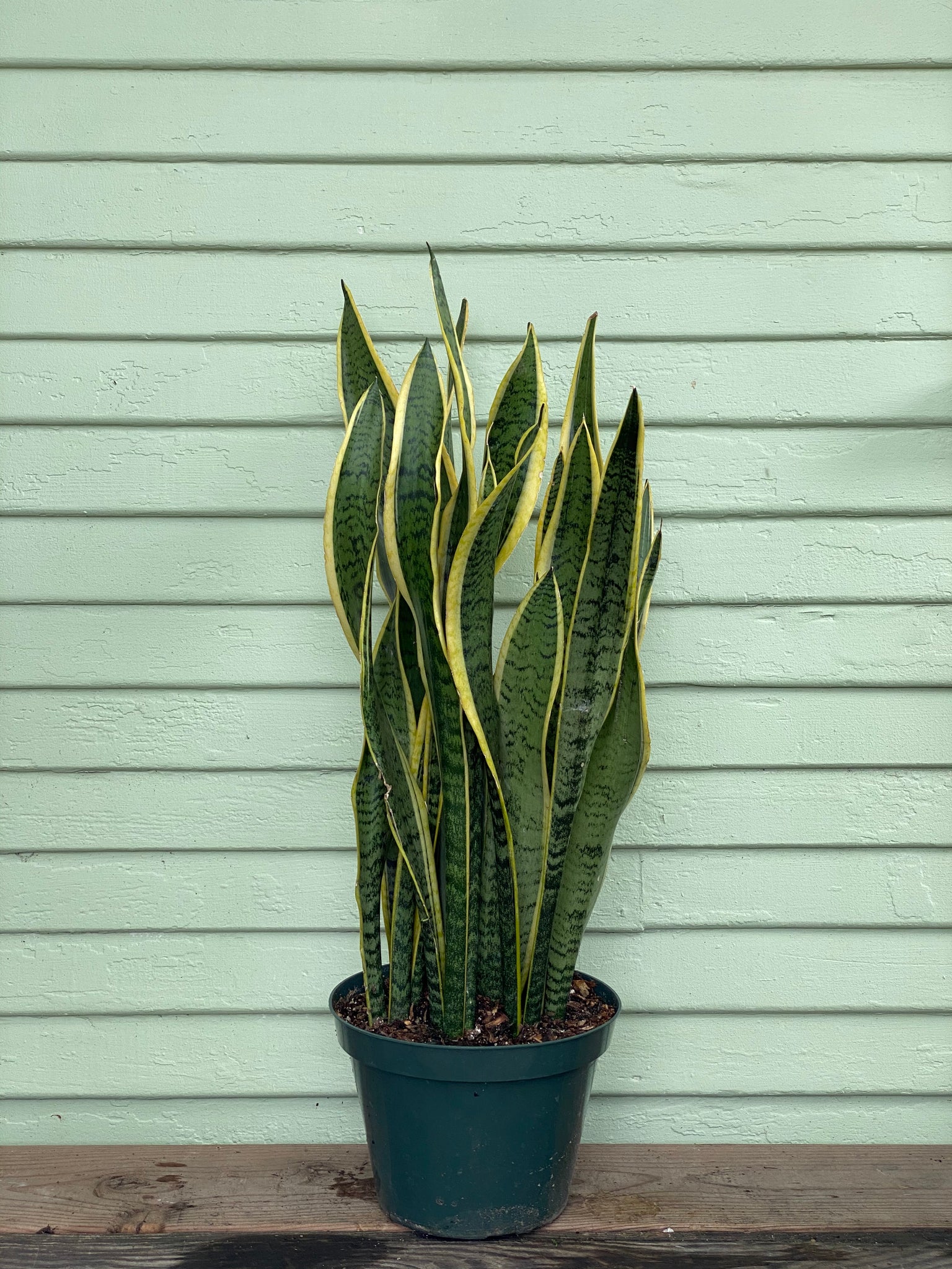 Daylily Nursery Snake Plant, Mother In Laws Tongue Plants in a 4
