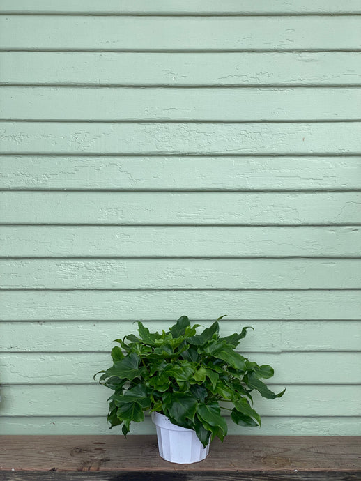Philodendron Hope - Mickey Hargitay Plants