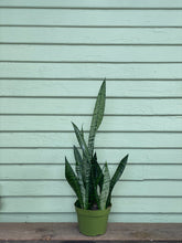 Load image into Gallery viewer, Sansevieria zeylanica - Mickey Hargitay Plants