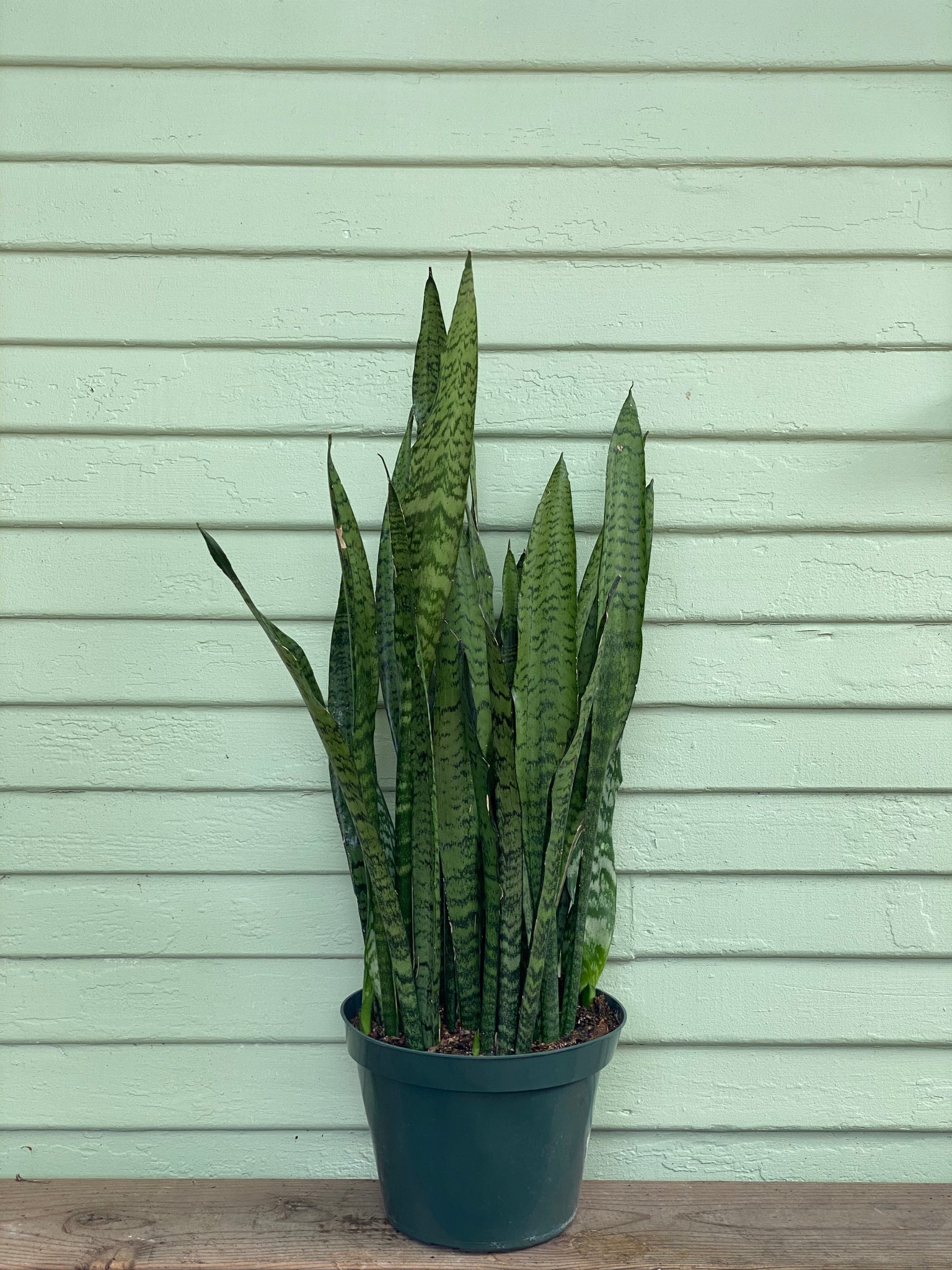 sansevieria zeylanica height Sansevieria zeylanica | Snake Plant