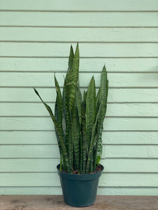 milt sansevieria plant Sansevieria zeylanica | Snake Plant