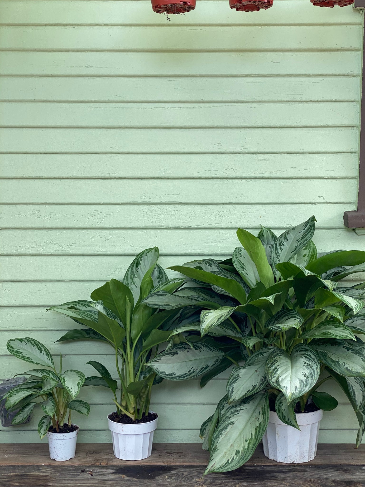 chinese evergreen aglaonema silver bay Aglaonema | Chinese Evergreen | Silver Bay