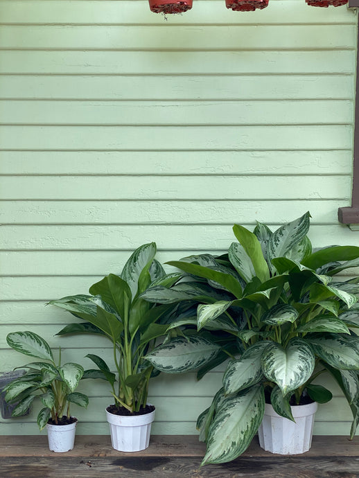 Chinese Evergreen - Silver Bay - Mickey Hargitay Plants