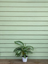 Load image into Gallery viewer, Chinese Evergreen - Silver Bay - Mickey Hargitay Plants