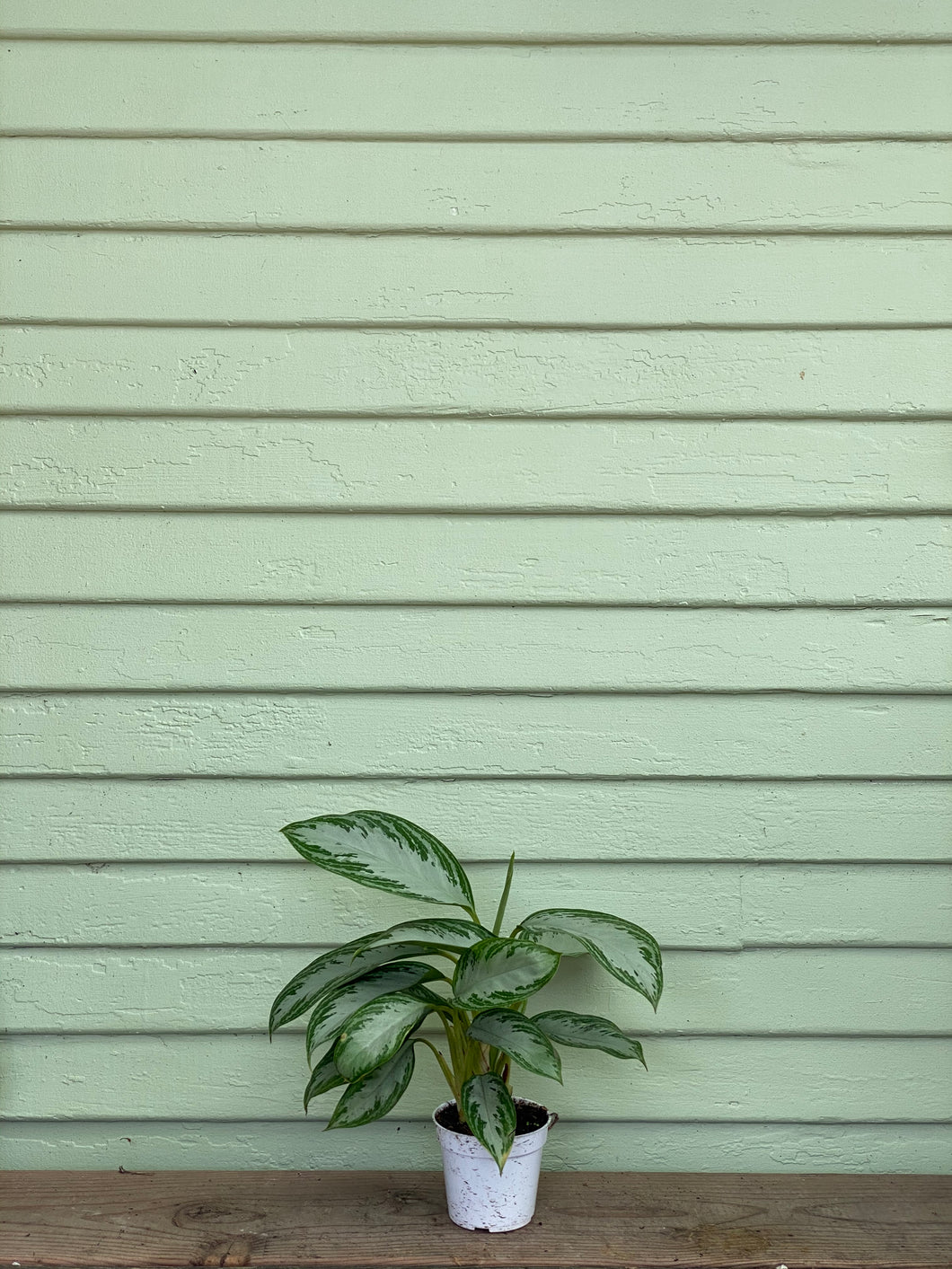 Chinese Evergreen - Silver Bay - Mickey Hargitay Plants