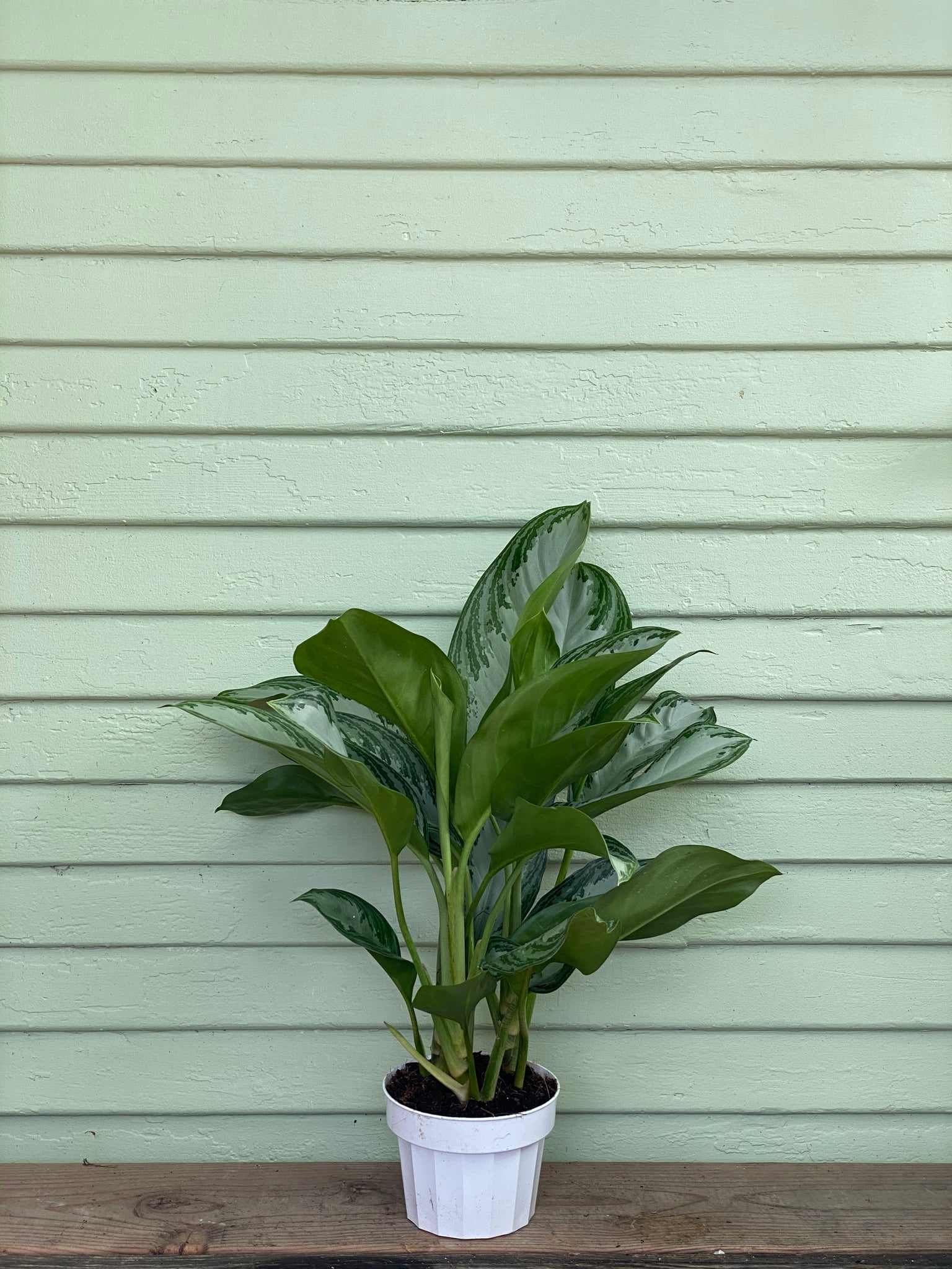 chinese evergreen vs peace lily Aglaonema | Chinese Evergreen | Silver Bay
