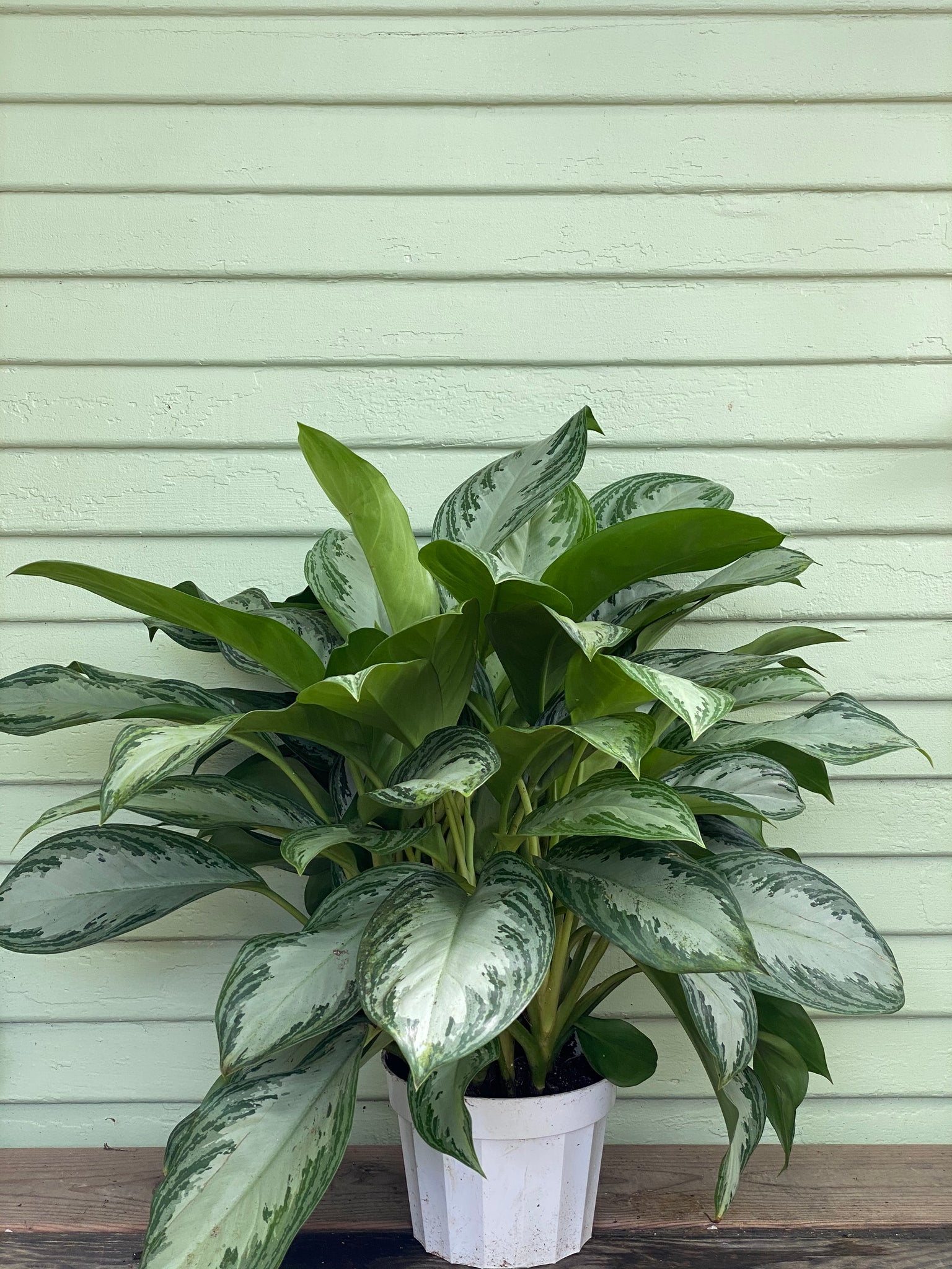 aglaonema roebelenii Aglaonema | Chinese Evergreen | Silver Bay