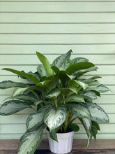 Load image into Gallery viewer, Chinese Evergreen - Silver Bay - Mickey Hargitay Plants