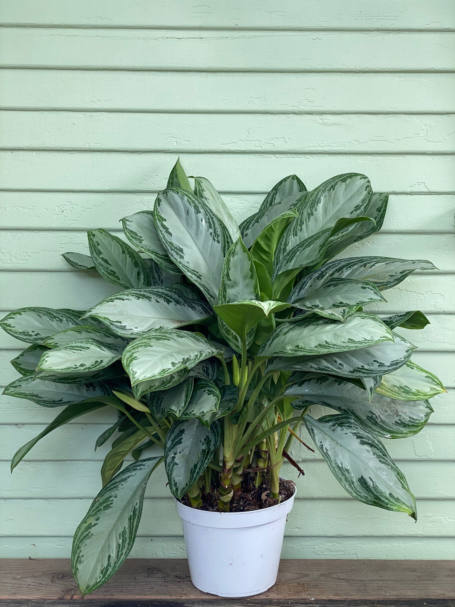 aglaonema silver bay flower Aglaonema | Chinese Evergreen | Silver Bay