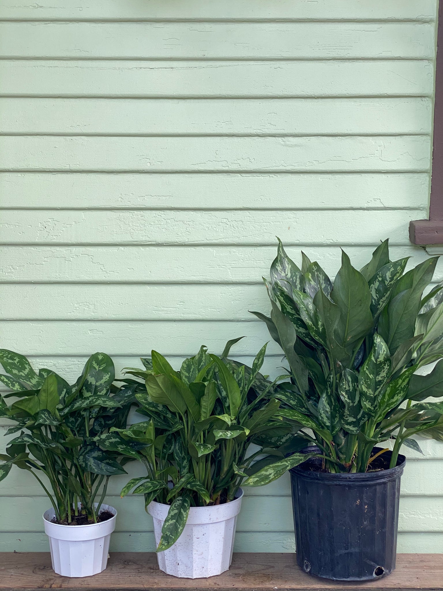 aglaonema super mario Aglaonema | Chinese Evergreen | Maria