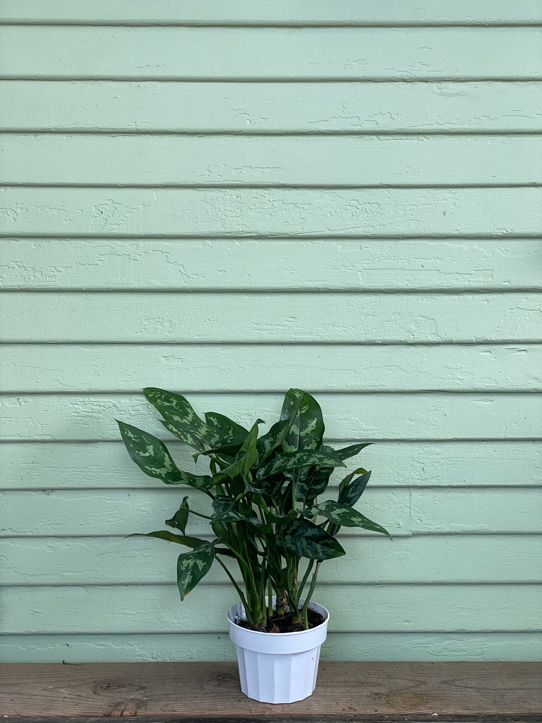 Chinese Evergreen - Maria - Mickey Hargitay Plants