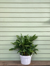 Load image into Gallery viewer, Chinese Evergreen - Maria - Mickey Hargitay Plants