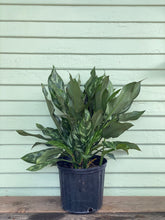 Load image into Gallery viewer, Chinese Evergreen - Maria - Mickey Hargitay Plants