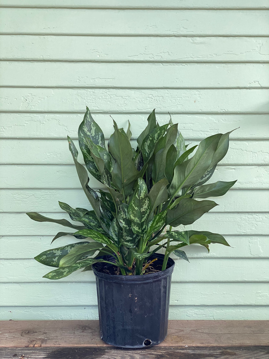 Chinese Evergreen - Maria - Mickey Hargitay Plants